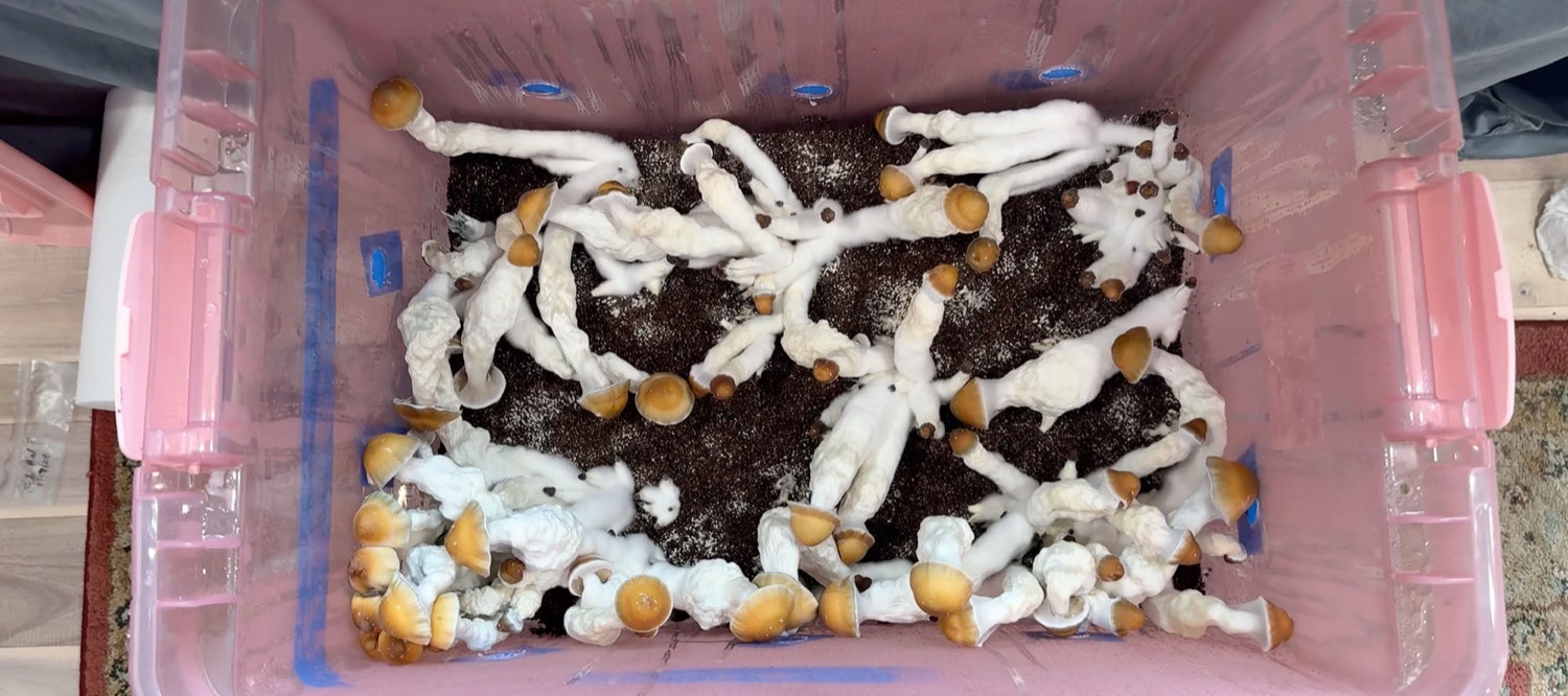 Overhead view of a home cultivation tub with golden-capped mushrooms