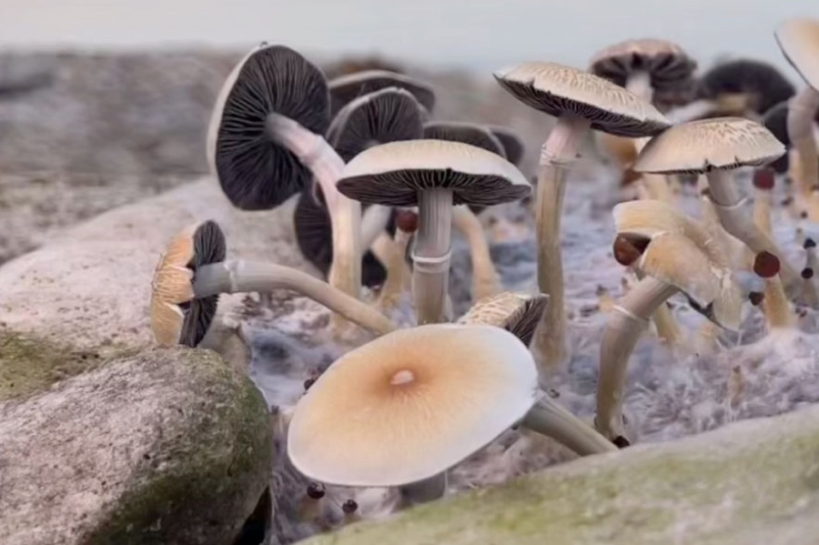 A wild cluster of pale Psilocybe mushrooms growing over mycelium-covered stone